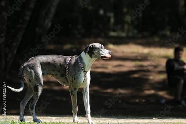 Obraz great dane dog