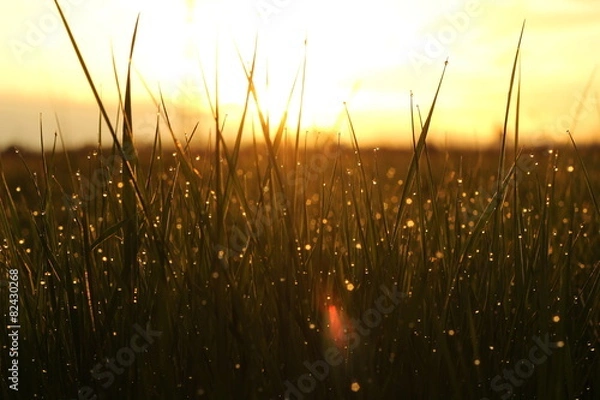 Obraz grass after rain