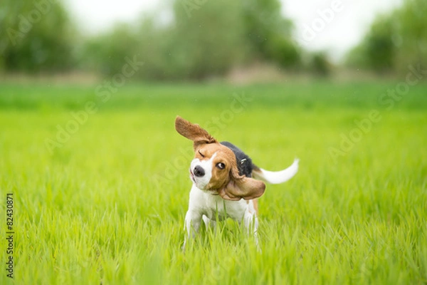Obraz Beagle dog shaking his head