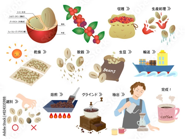 Obraz コーヒー豆の精製工程とコーヒーを淹れる男性