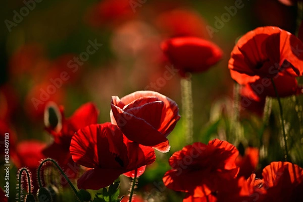 Fototapeta ポピー