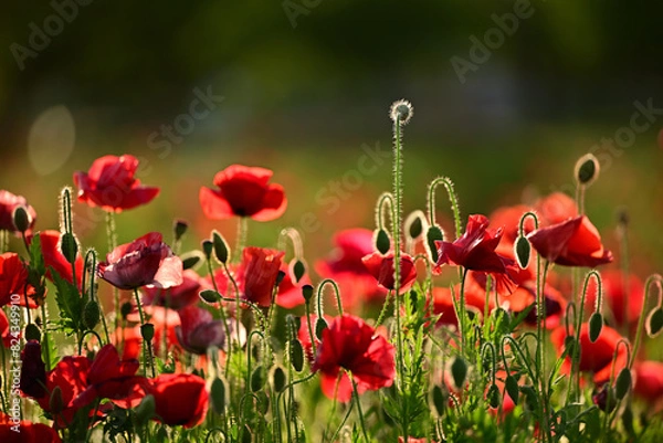 Fototapeta ポピー