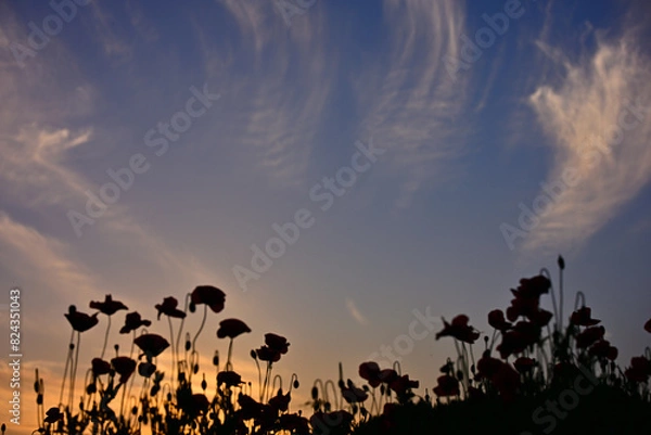 Fototapeta ポピー