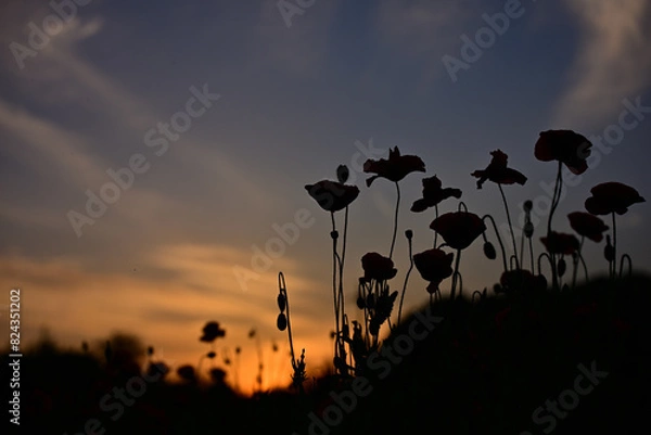 Fototapeta ポピー