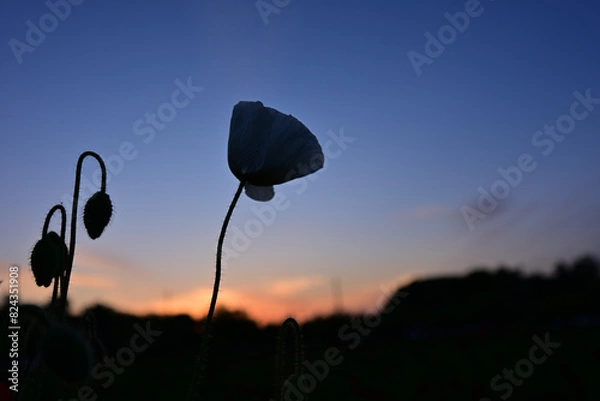 Fototapeta ポピー