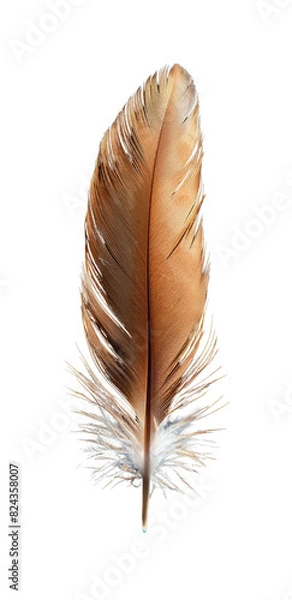 Obraz Feather isolated on transparent background.