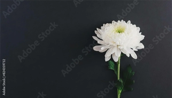 Fototapeta 菊　花　白　背景　フレーム　バナー　コピースペース　素材