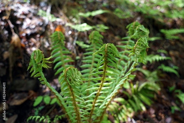 Obraz dryopteris オシダ シダ