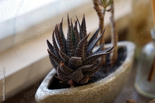 Obraz Cactaceae Cactus flower サボテン