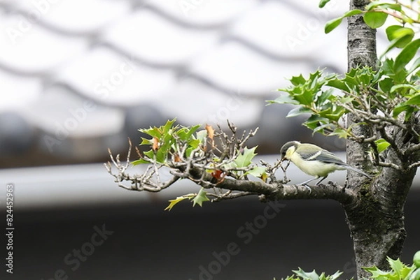 Obraz シジュウカラ