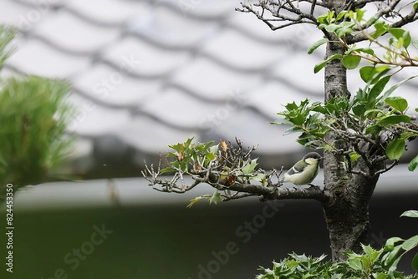 Obraz シジュウカラ