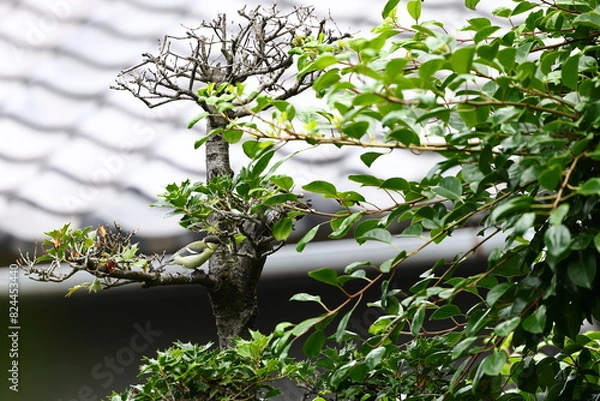 Obraz シジュウカラ