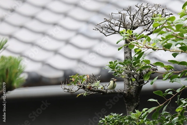 Obraz シジュウカラ