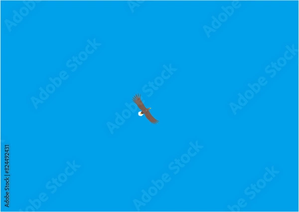 Obraz 青空に一羽飛ぶオジロワシのイラスト