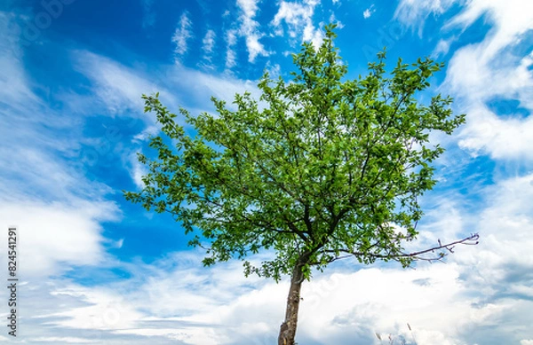 Fototapeta Drzewo piękne