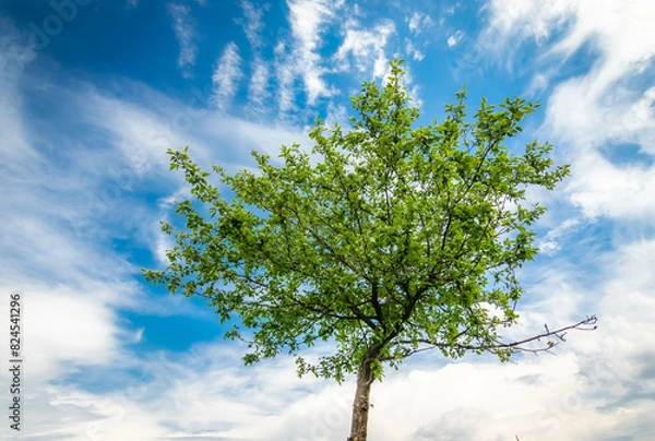 Fototapeta Drzewo piękne