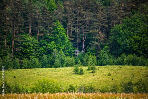 Fototapeta Drzewo piękne