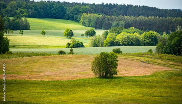 Fototapeta Drzewo piękne