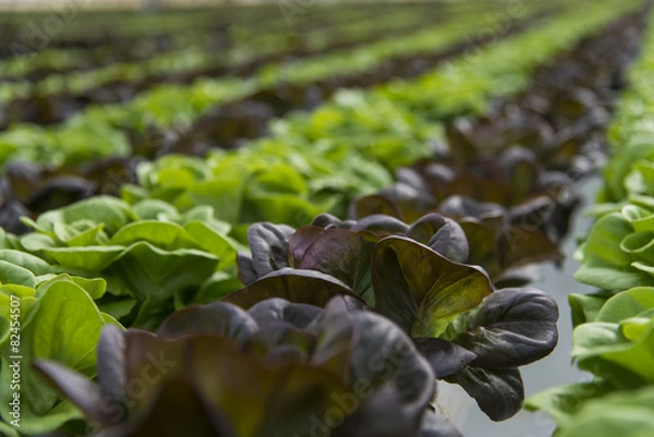 Obraz Uprawy sałaty