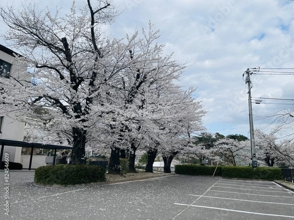 Fototapeta 満開の桜と坂道