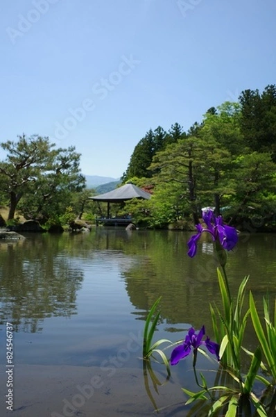 Fototapeta 池に映る紫陽花