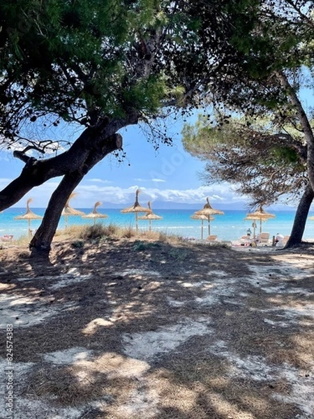 Obraz tree on the beach