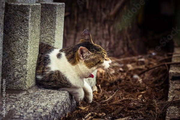 Fototapeta 猫の欠伸