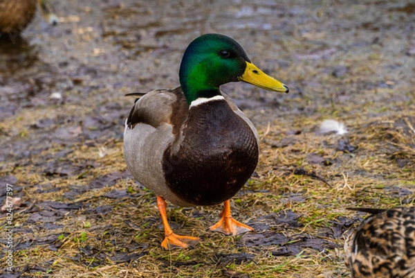 Fototapeta March 22, 2024. Russia. Rzhev. Ducks in the pond of the city park.