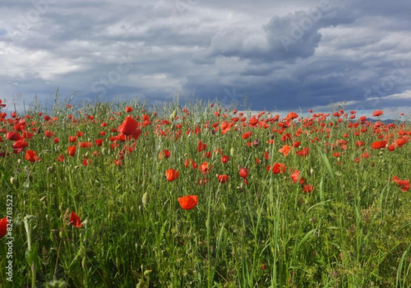 Fototapeta cheerful and scenic view of poppy field under a cloudy sky