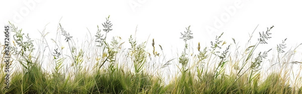 Fototapeta Fresh field with grass and yellow flowers green grass isolated against a transparent background. blurry blue sky with clouds. natural leaf border background