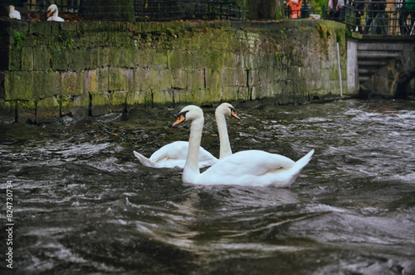 Obraz Serene Swans: Tranquil Canal Evening