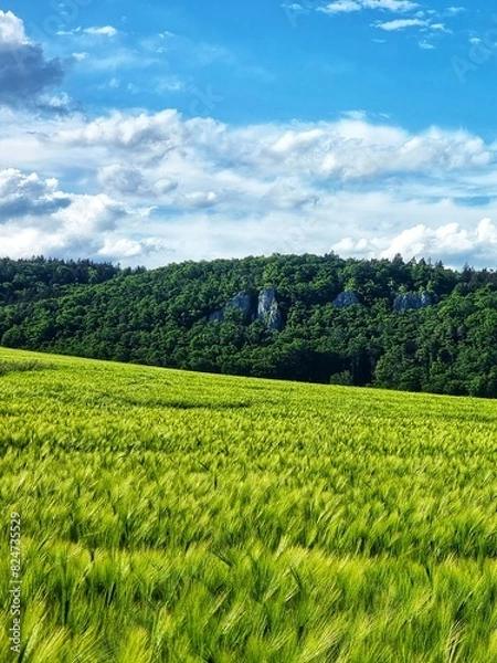 Obraz Spring with wheat-fields in Urdonautal Bavaria