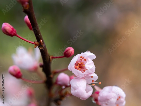 Fototapeta Tree blossom