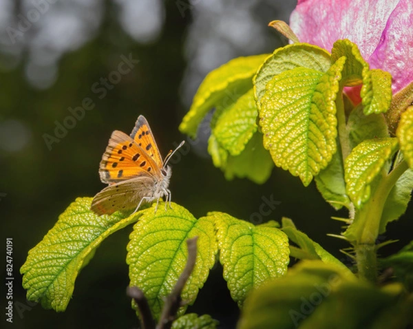 Obraz small fire butterfly