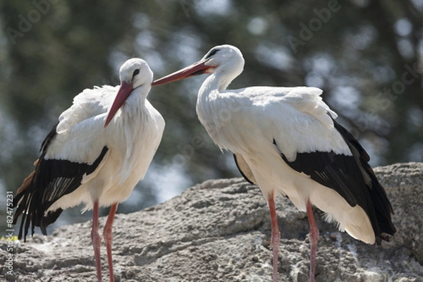 Obraz storks in the farn