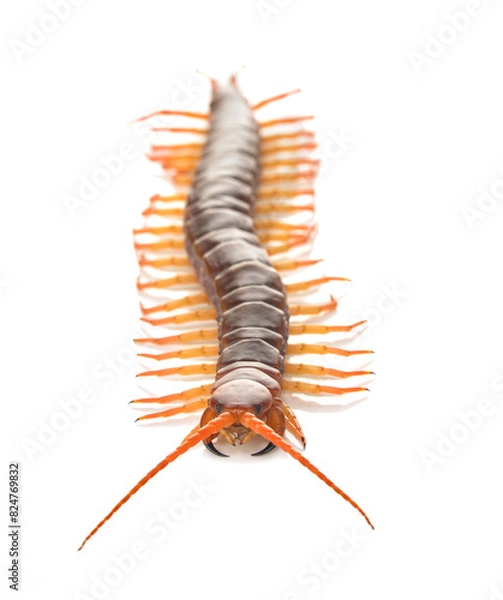 Obraz centipede on white background