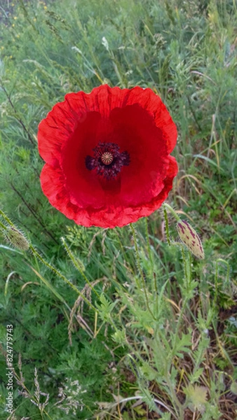 Obraz Red poppy flower.