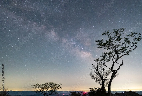 Fototapeta 一本の木と美しい天の川