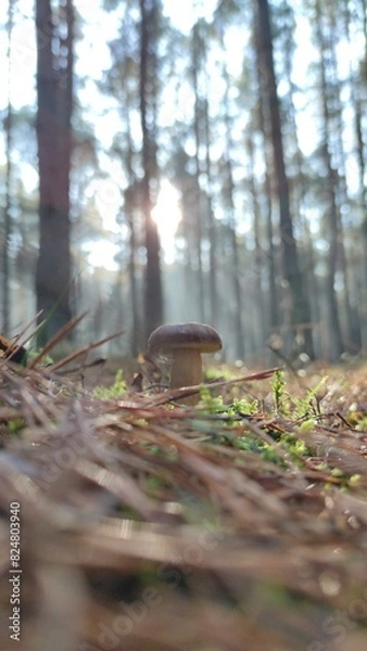 Fototapeta Grzyb