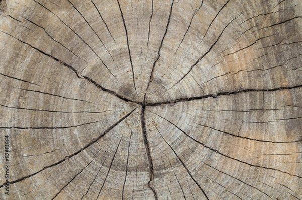 Fototapeta Texture of the wood from the trees