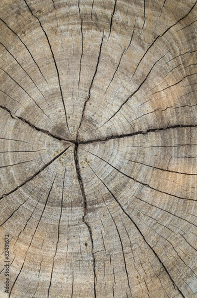 Fototapeta Texture of the wood from the trees