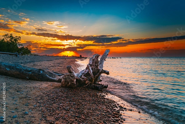 Obraz Driftwood on a rocky beach at sunset