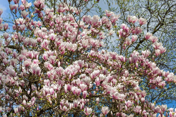 Fototapeta Magnolienblüten