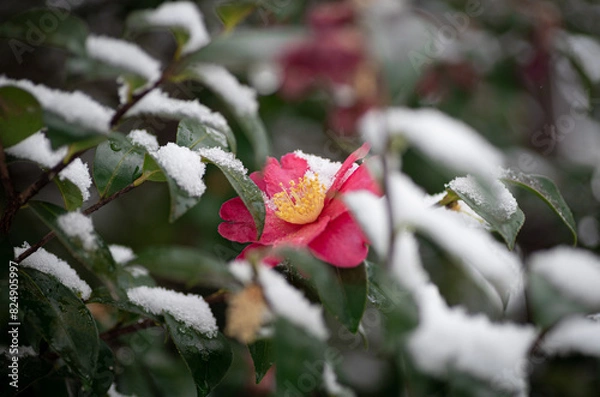 Fototapeta 雪と椿