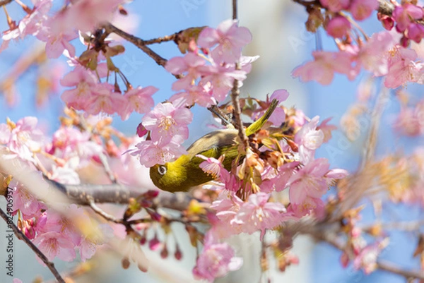 Fototapeta 河津桜とメジロ