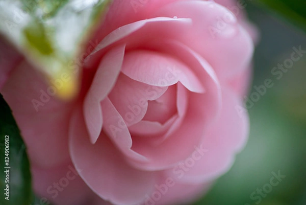 Fototapeta 乙女椿の近影