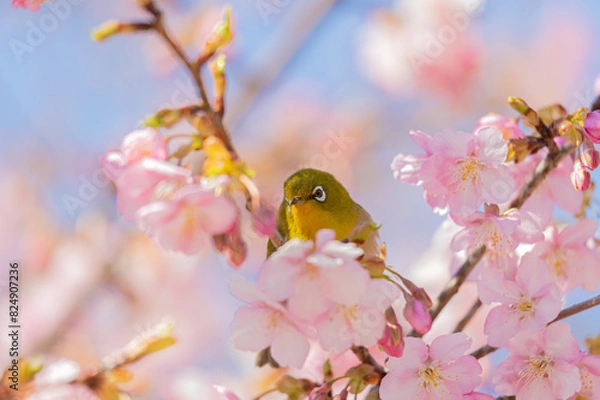 Obraz 河津桜とメジロ