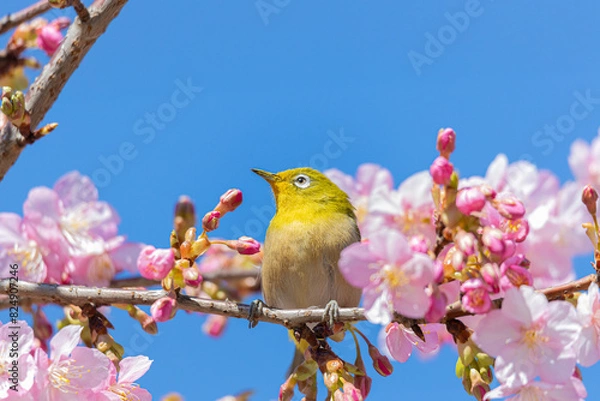 Fototapeta 河津桜とメジロ