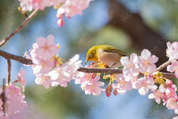 Fototapeta 河津桜とメジロ