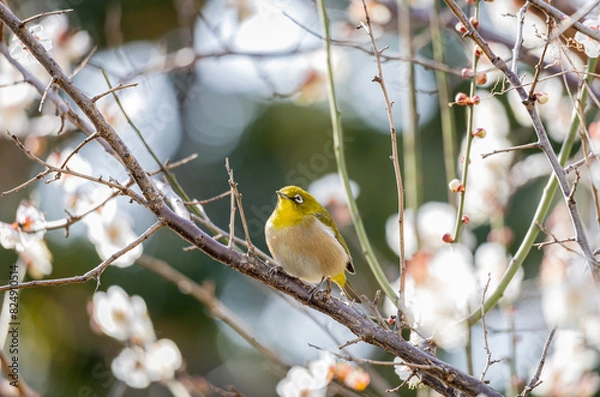 Obraz 梅とメジロ
